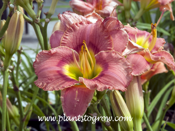 Daylily Elegant Candy
25 inches tall
4.25 inch flower
pink with red eyezone and green throat
early-midseason
rebloom
tetraploid, dormant
(Stamile, 1995)